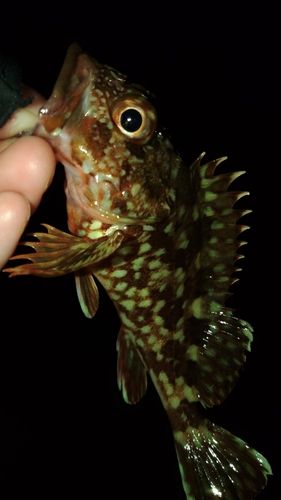 ガシラの釣果