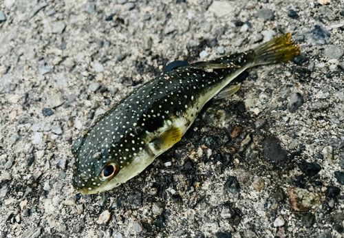 フグの釣果