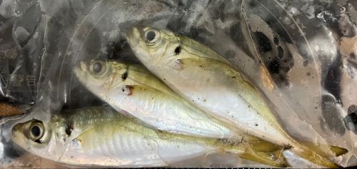 アジの釣果