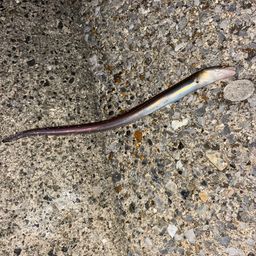 アナゴ
