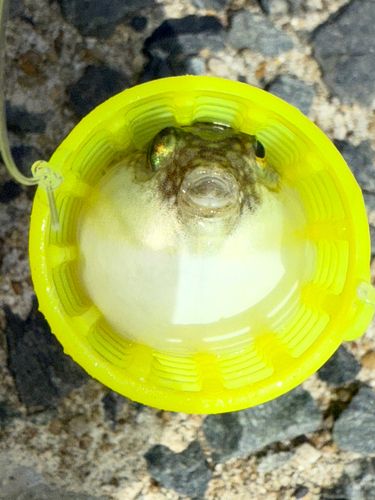 フグの釣果