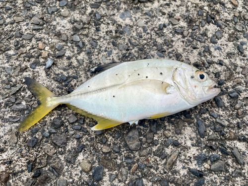 メッキの釣果