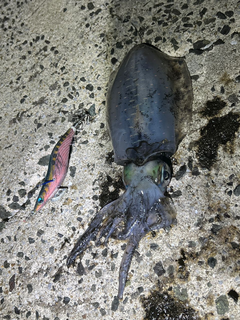 アオリイカ