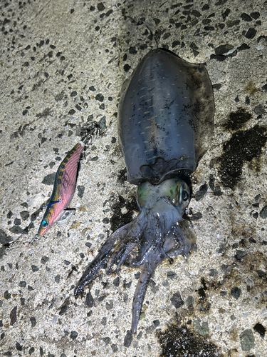 神湊漁港