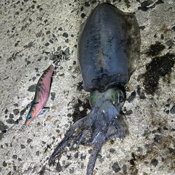 アオリイカ