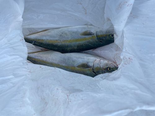 ヤズの釣果