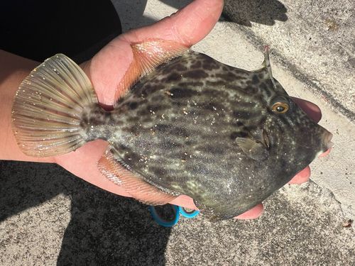 カワハギの釣果
