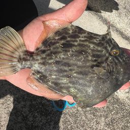 カワハギ