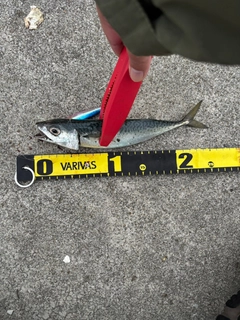 サバの釣果