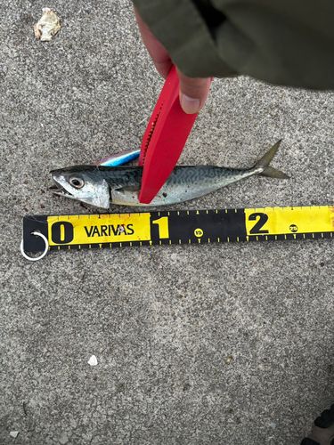 サバの釣果