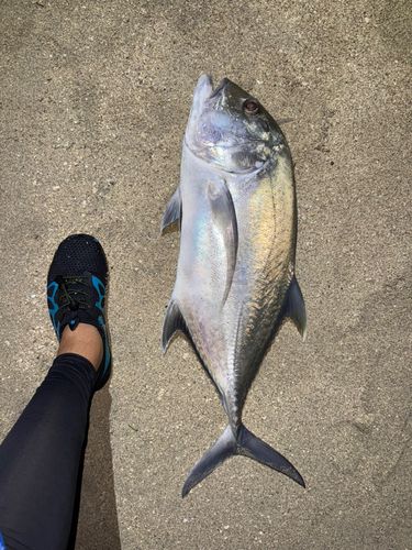 GTの釣果