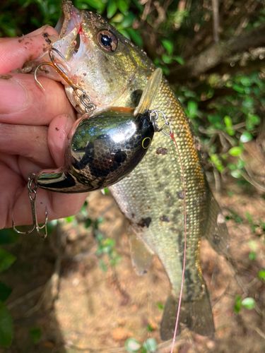 ラージマウスバスの釣果