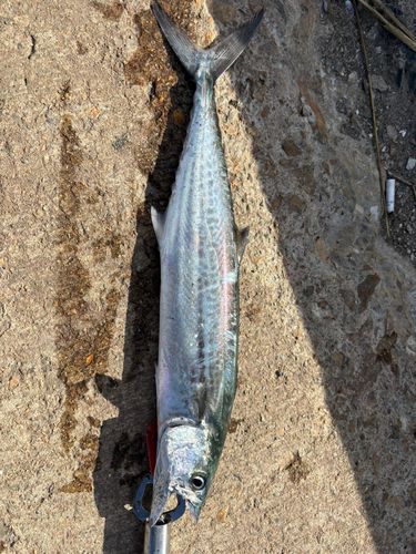 サゴシの釣果