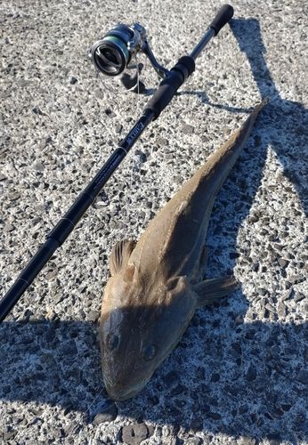 マゴチの釣果