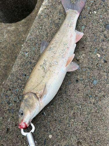 ウグイの釣果