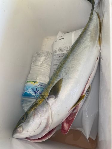 ワカシの釣果