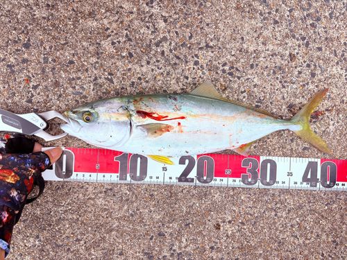 イナダの釣果