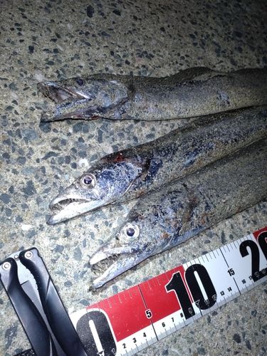 タチウオの釣果