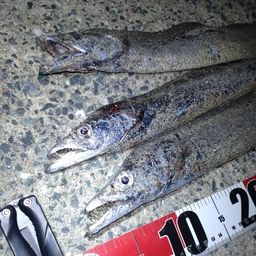 タチウオ