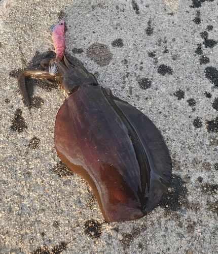 アオリイカの釣果
