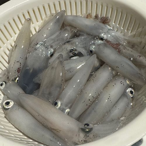 マメイカの釣果