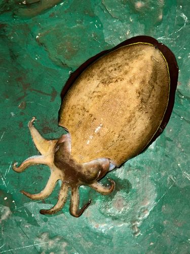 モンゴウイカの釣果