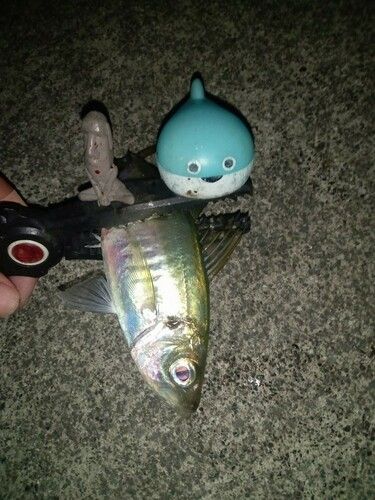 マアジの釣果
