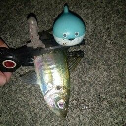 マアジ