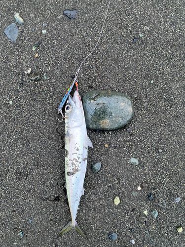 国府津海岸