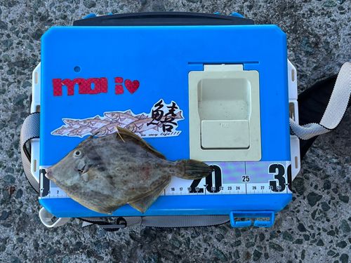 カワハギの釣果