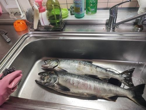 別苅漁港
