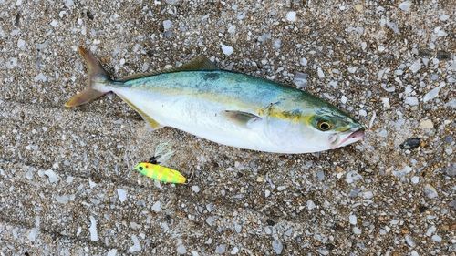 イナダの釣果