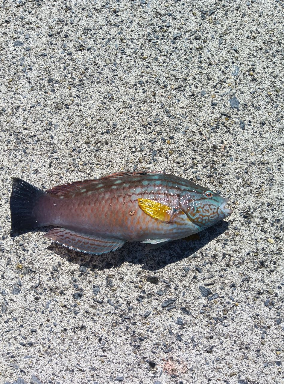 ホシササノハベラ