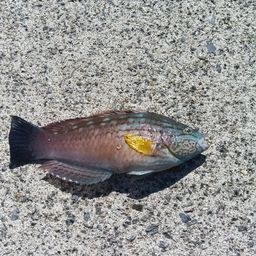 ホシササノハベラ