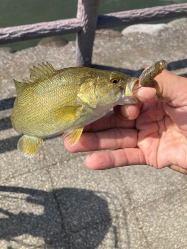 スモールマウスバスの釣果