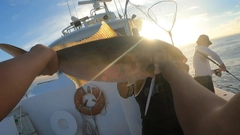 カンパチの釣果