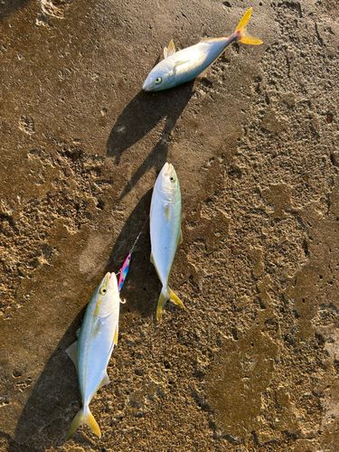 ワカシの釣果
