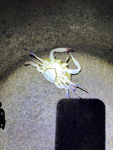 ワタリガニの釣果