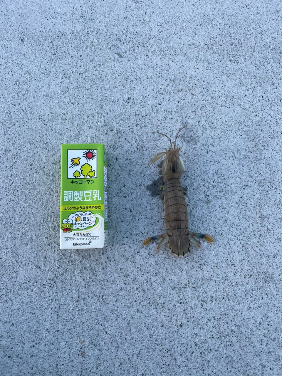 シャコ