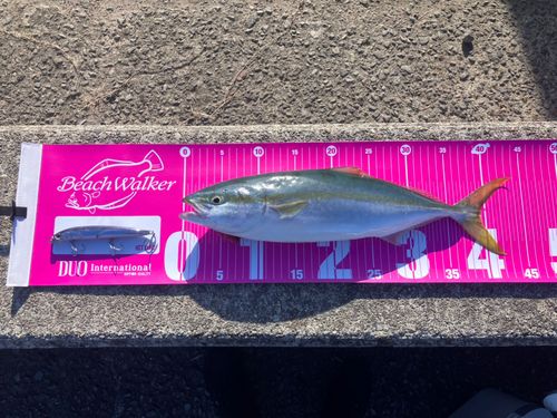 ヤズの釣果