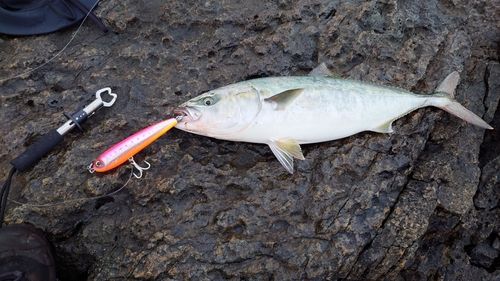 ワラサの釣果