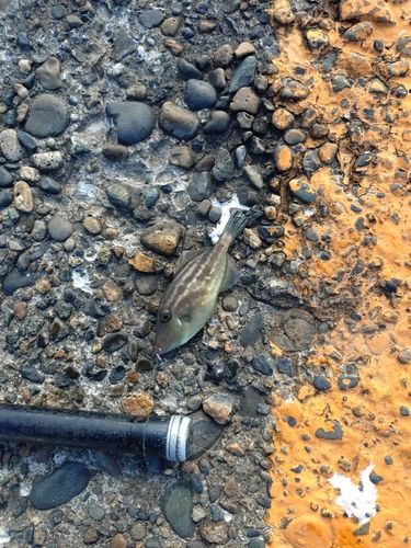 ウマヅラハギの釣果
