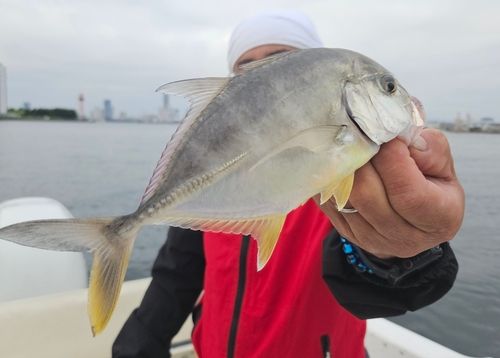 ロウニンアジの釣果