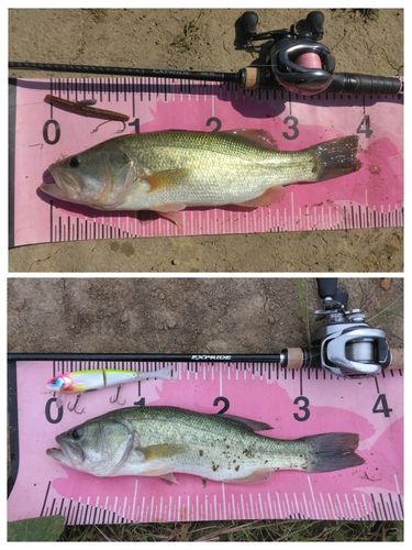 ブラックバスの釣果