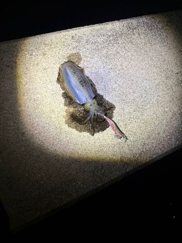 音戸の瀬戸