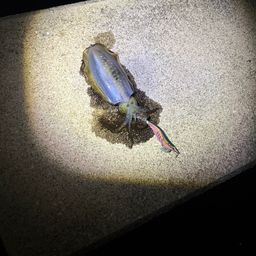 アオリイカ