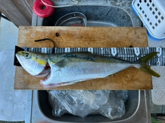 ハマチの釣果