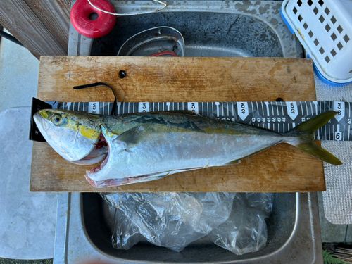 ハマチの釣果