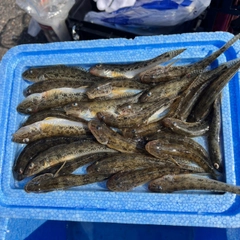 ハゼの釣果