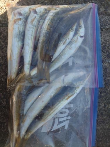 カマスの釣果